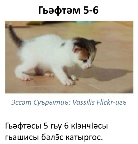 File:Guimin kitten mischief.jpg