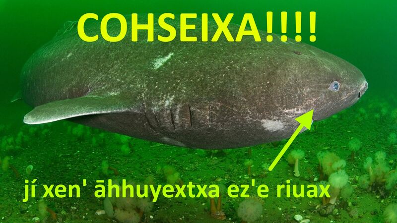 File:Cohseixa.jpg