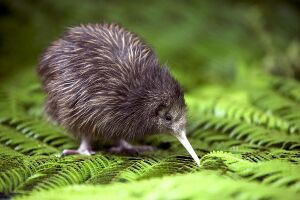 Kiwi bird.jpg